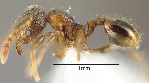 Pheidole debilis specimen JTLC000003383 image jtlc000003383_2