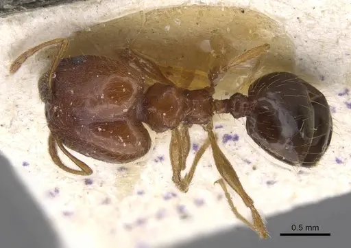 Pheidole decarinata specimen CASENT0913301 image casent0913301_1