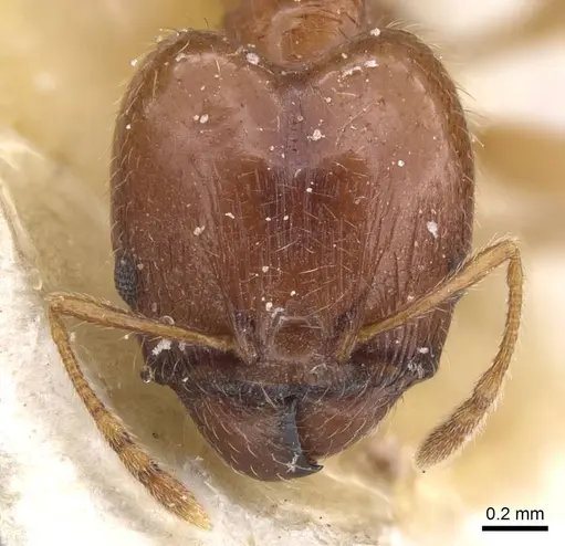 Pheidole decarinata specimen CASENT0913301 image casent0913301_2