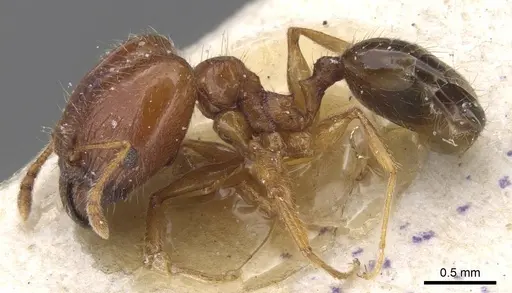 Pheidole decarinata specimen CASENT0913301 image casent0913301_3