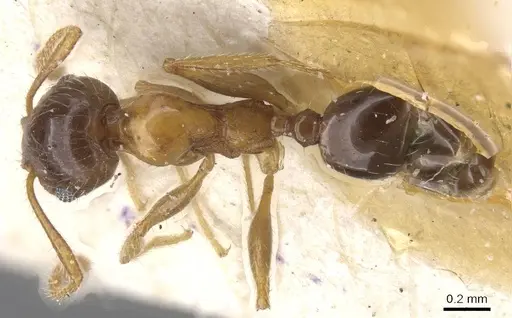 Pheidole decarinata specimen CASENT0913302 image casent0913302_1