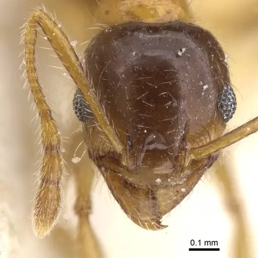 Pheidole decarinata specimen CASENT0913302 image casent0913302_2