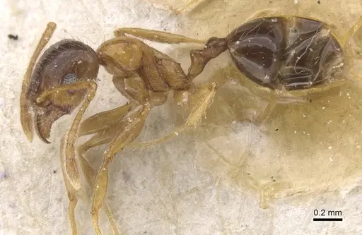 Pheidole decarinata specimen CASENT0913302 image casent0913302_3