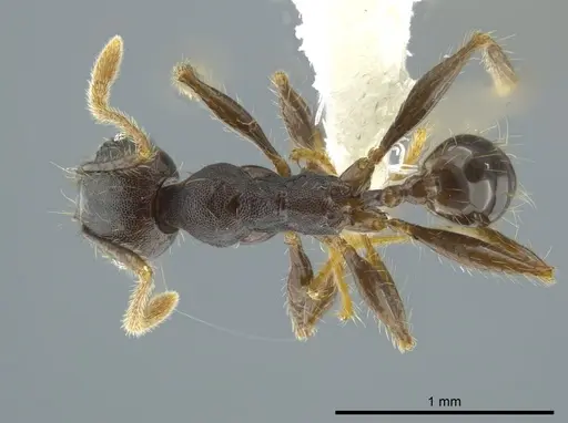 Pheidole deceptrix specimen CASENT0611123 image casent0611123_1