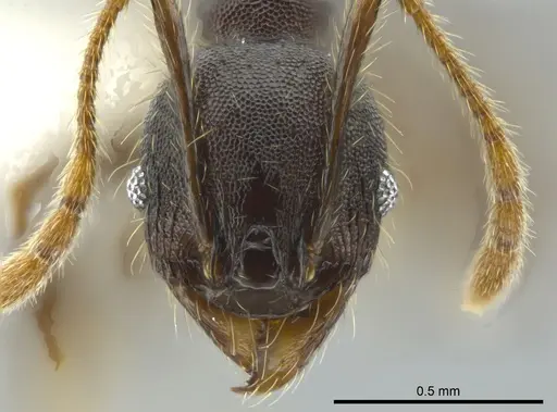 Pheidole deceptrix specimen CASENT0611123 image casent0611123_2