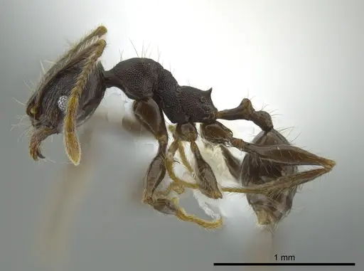 Pheidole deceptrix specimen CASENT0611123 image casent0611123_3