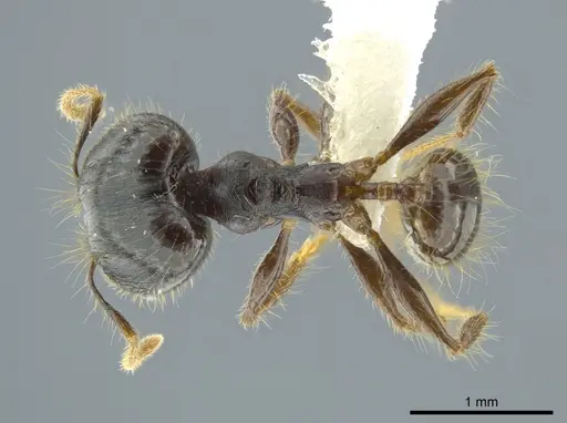 Pheidole deceptrix specimen CASENT0611124 image casent0611124_1