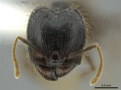 Pheidole deceptrix specimen CASENT0611124 image casent0611124_2