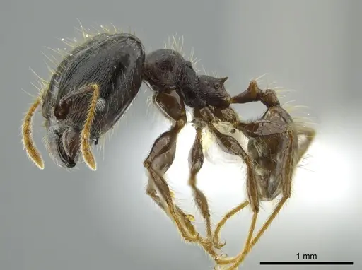 Pheidole deceptrix specimen CASENT0611124 image casent0611124_3