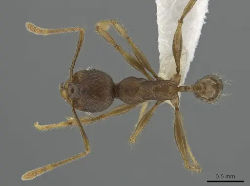 Pheidole deceptrix specimen CASENT0617825 image casent0617825_1