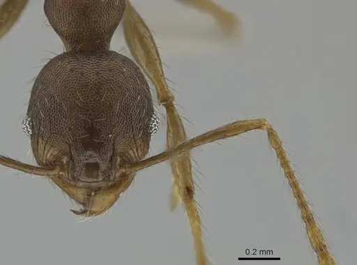 Pheidole deceptrix specimen CASENT0617825 image casent0617825_2