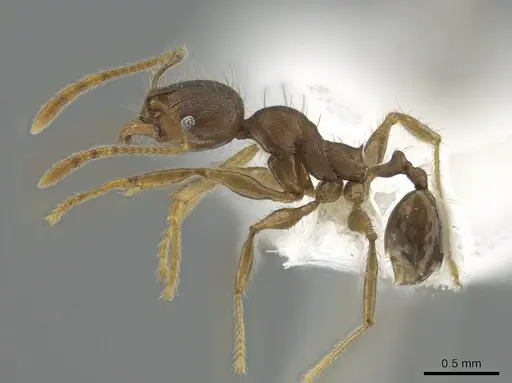 Pheidole deceptrix specimen CASENT0617825 image casent0617825_3
