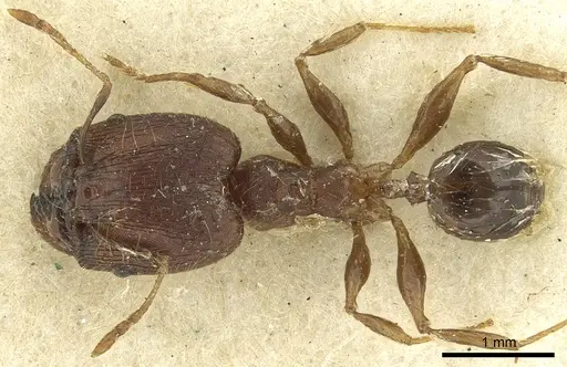 Pheidole deceptrix specimen CASENT0901595 image casent0901595_1