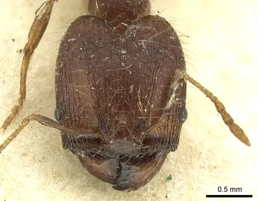Pheidole deceptrix specimen CASENT0901595 image casent0901595_2