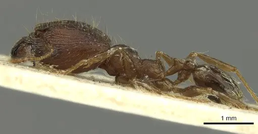 Pheidole deceptrix specimen CASENT0901595 image casent0901595_3