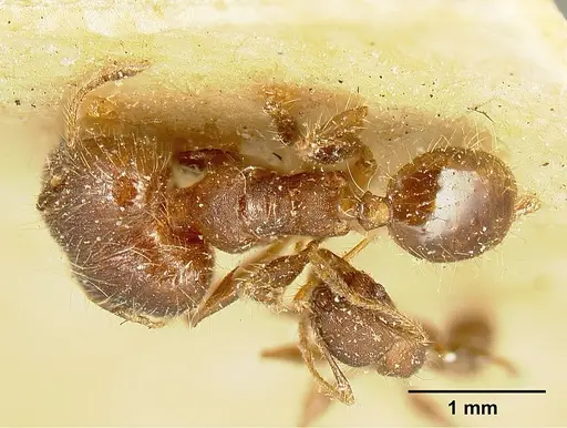 Pheidole deceptrix specimen JTLC000015315 image jtlc000015315_1