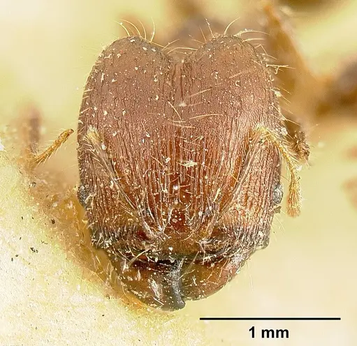 Pheidole deceptrix specimen JTLC000015315 image jtlc000015315_2