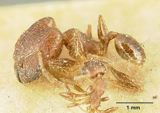 Pheidole deceptrix specimen JTLC000015315 image jtlc000015315_3