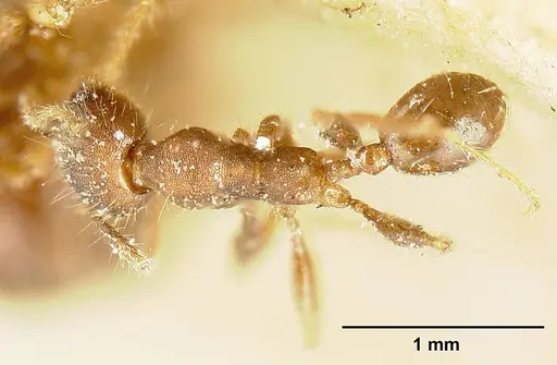 Pheidole deceptrix specimen JTLC000015320 image jtlc000015320_1