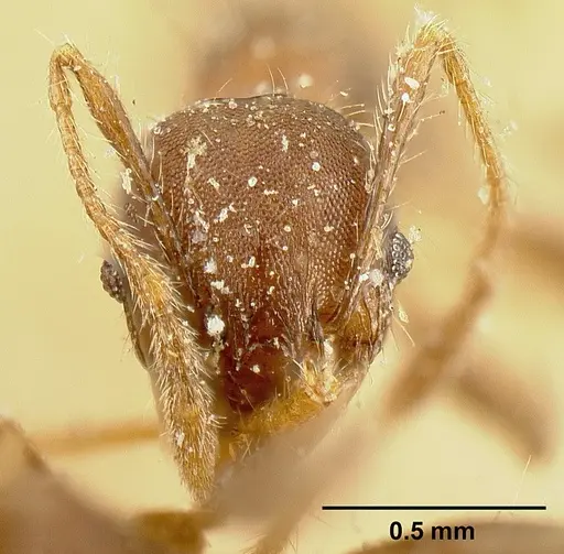 Pheidole deceptrix specimen JTLC000015320 image jtlc000015320_2