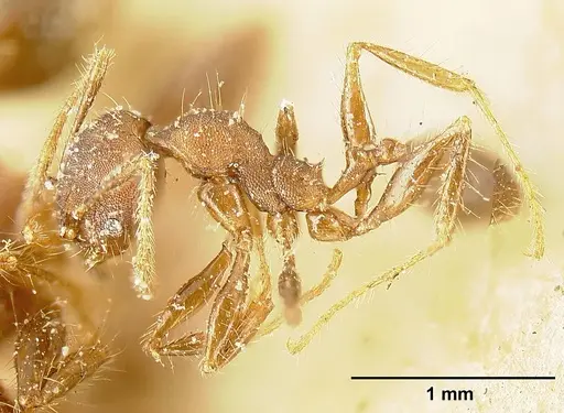 Pheidole deceptrix specimen JTLC000015320 image jtlc000015320_3