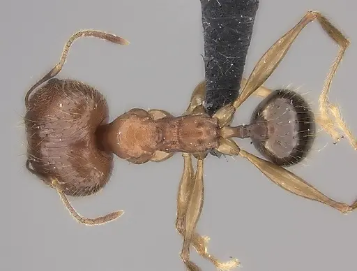 Pheidole decollata specimen CASENT0059896 image casent0059896_1