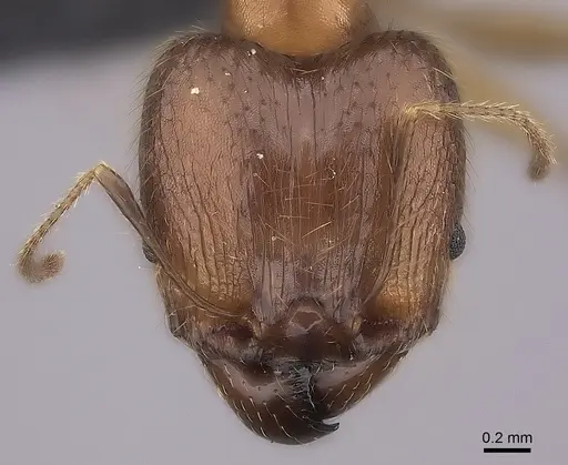 Pheidole decollata specimen CASENT0059896 image casent0059896_2