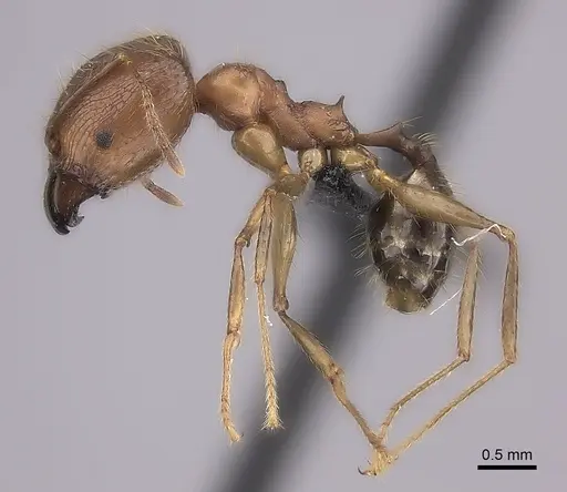 Pheidole decollata specimen CASENT0059896 image casent0059896_3