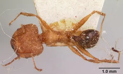 Pheidole decollata specimen CASENT0101716 image casent0101716_1