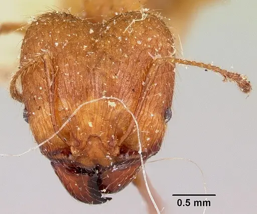 Pheidole decollata specimen CASENT0101716 image casent0101716_2