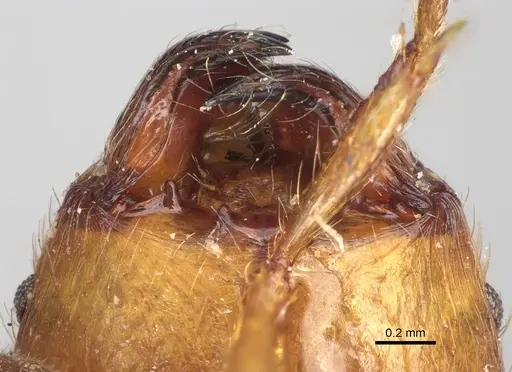 Pheidole decollata specimen CASENT0101716 image casent0101716_3