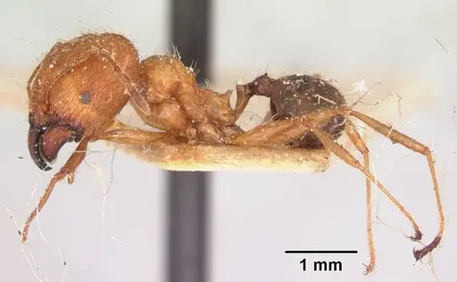 Pheidole decollata specimen CASENT0101716 image casent0101716_4