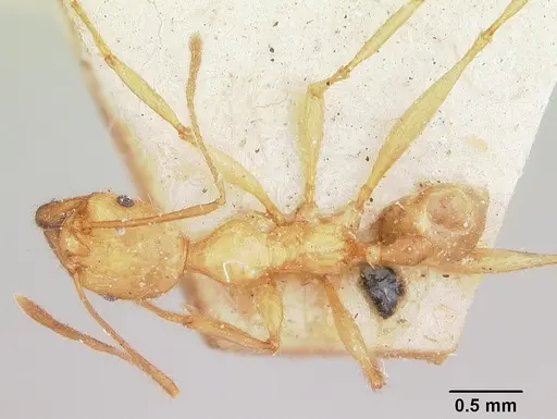 Pheidole decollata specimen CASENT0101720 image casent0101720_1