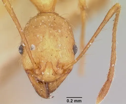 Pheidole decollata specimen CASENT0101720 image casent0101720_2