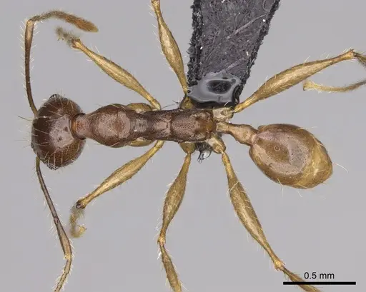 Pheidole decollata specimen CASENT0122880 image casent0122880_1
