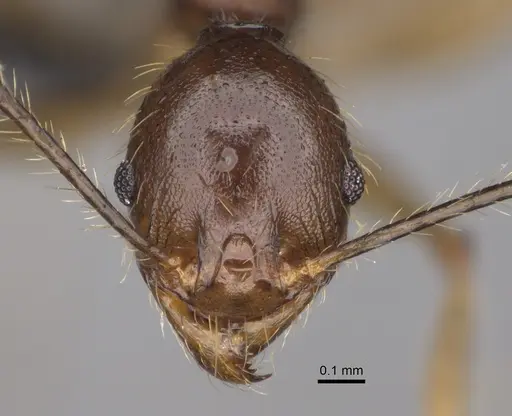 Pheidole decollata specimen CASENT0122880 image casent0122880_2