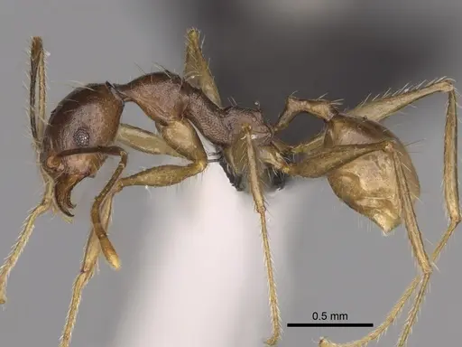 Pheidole decollata specimen CASENT0122880 image casent0122880_3