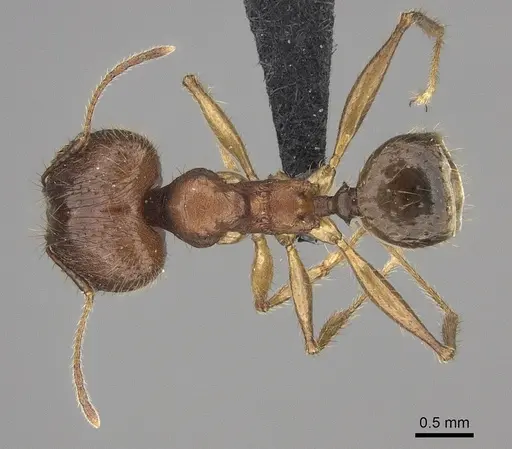 Pheidole decollata specimen CASENT0129857 image casent0129857_1