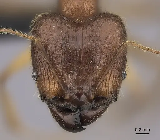 Pheidole decollata specimen CASENT0129857 image casent0129857_2