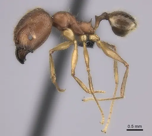 Pheidole decollata specimen CASENT0129857 image casent0129857_3