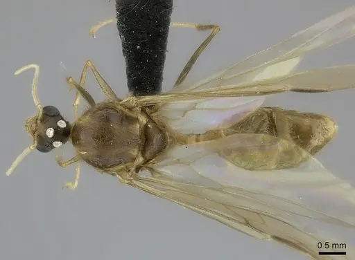 Pheidole decollata specimen CASENT0151577 image casent0151577_1