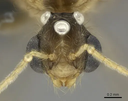 Pheidole decollata specimen CASENT0151577 image casent0151577_2