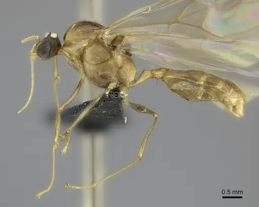 Pheidole decollata specimen CASENT0151577 image casent0151577_3