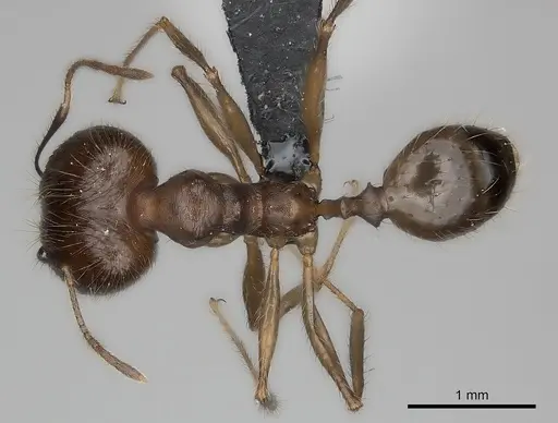 Pheidole decollata specimen CASENT0151902 image casent0151902_1