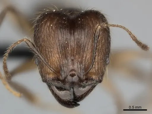 Pheidole decollata specimen CASENT0151902 image casent0151902_2