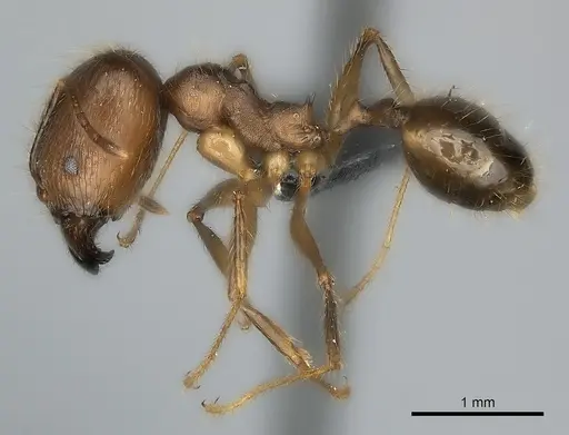 Pheidole decollata specimen CASENT0151902 image casent0151902_3