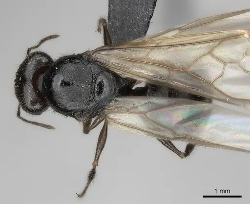 Pheidole decollata specimen CASENT0151903 image casent0151903_1