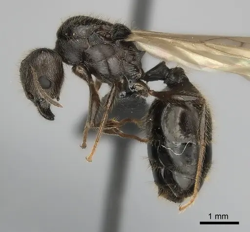 Pheidole decollata specimen CASENT0151903 image casent0151903_3