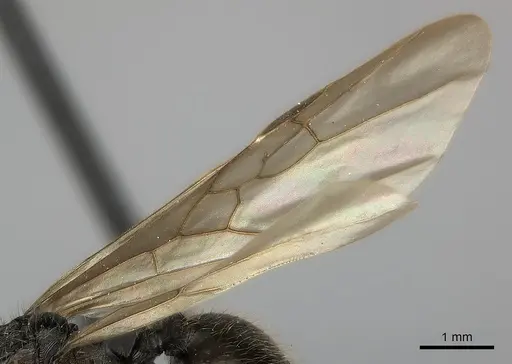 Pheidole decollata specimen CASENT0151903 image casent0151903_4