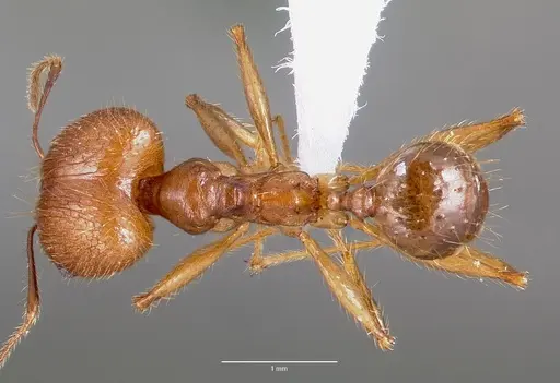 Pheidole decollata specimen CASENT0420757 image casent0420757_1